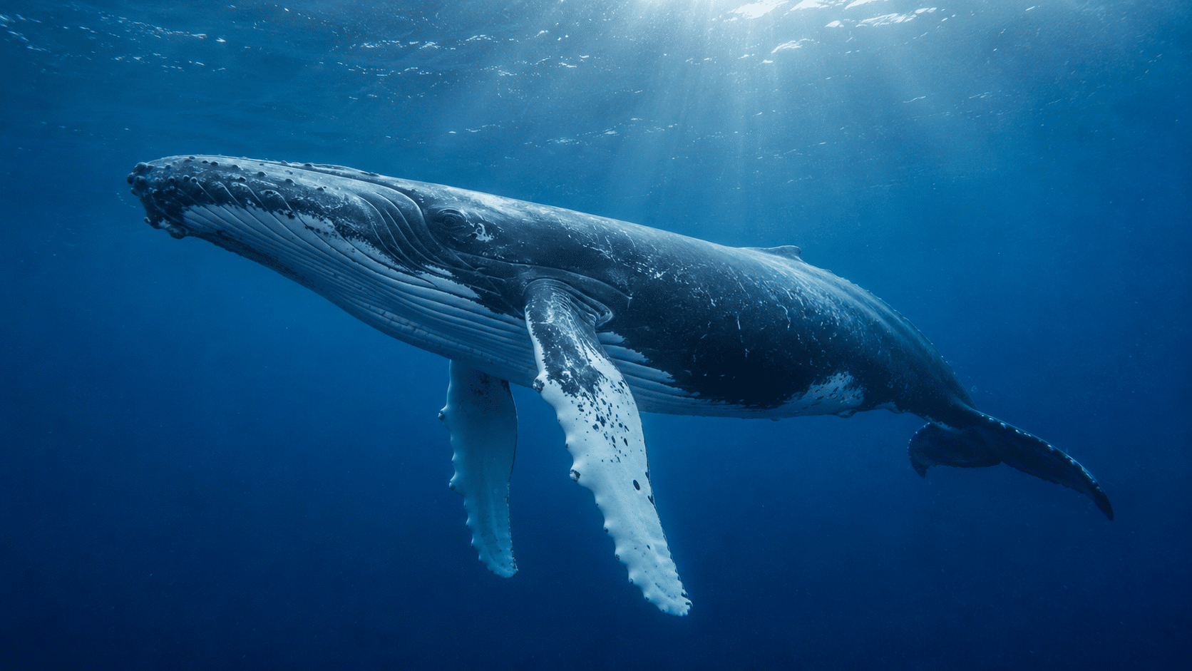 Blue whale gliding through clear blue ocean with sunlight streaming from above, its long body and flippers visible underwater.
